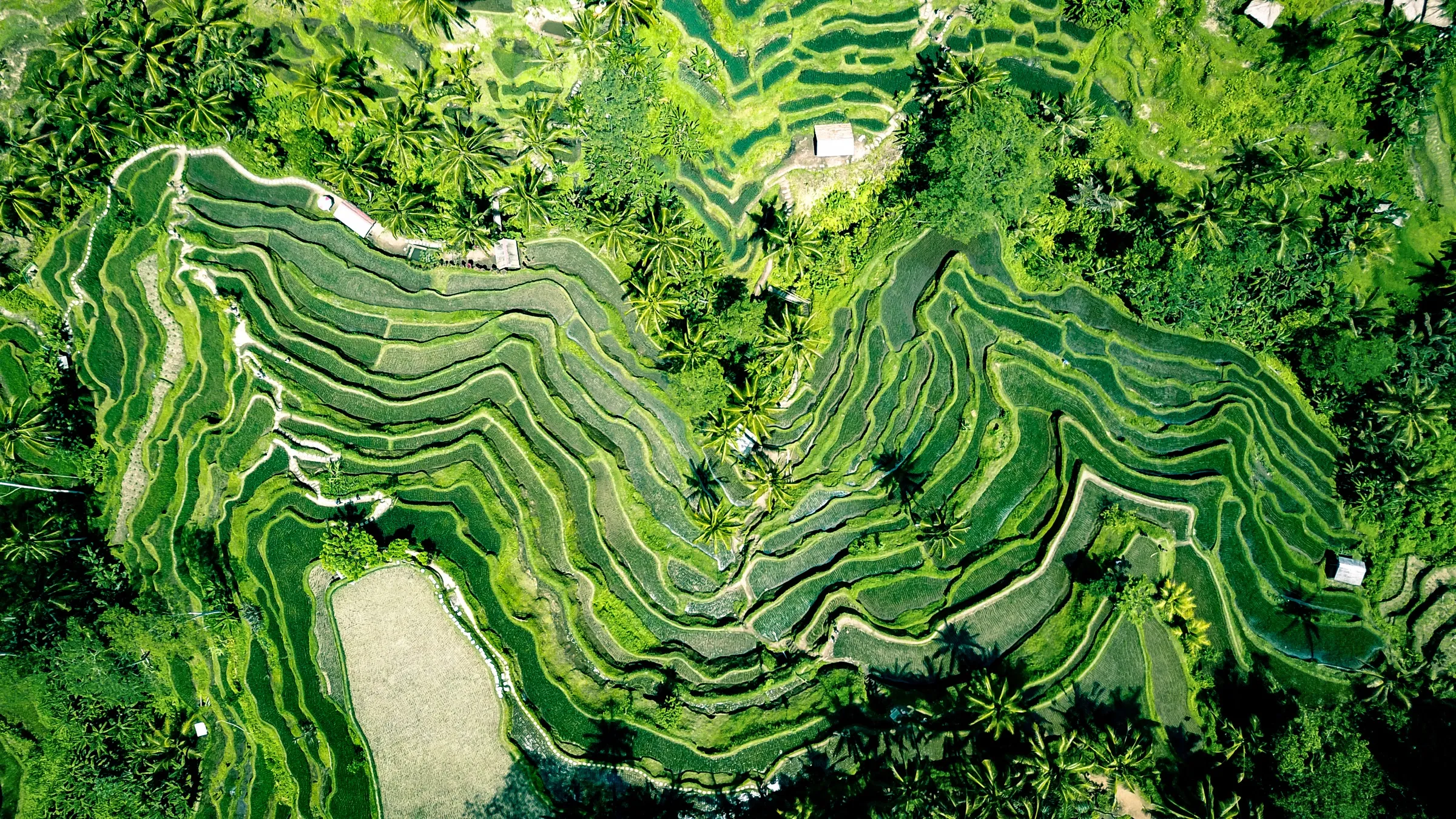 Aerial view of terraced rice fields wrapped in jungle